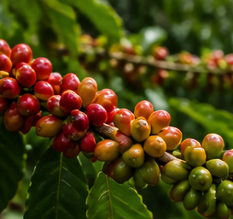 01_coffee_cherries_on_branch_closeup
