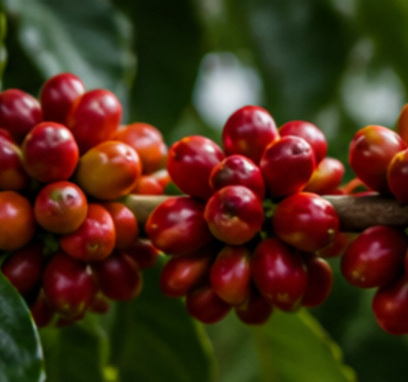 03_coffee_cherries_on_branch_macro