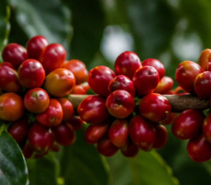 03_coffee_cherries_on_branch_macro