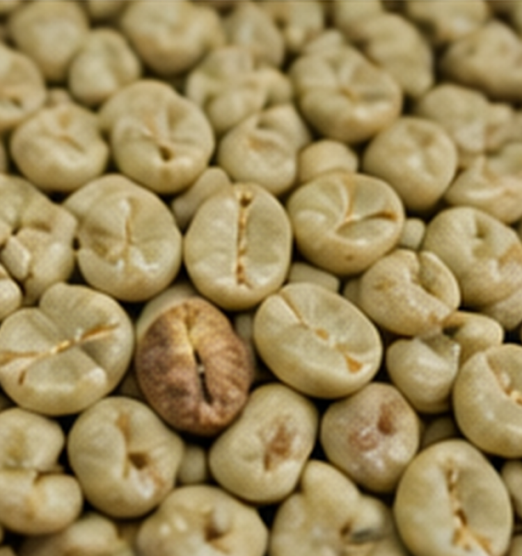 08_parchment_coffee_closeup_texture 1